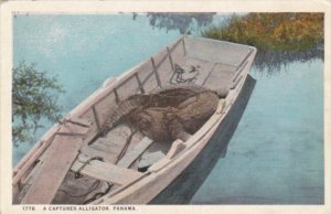 Panama A Captured Alligator 1927