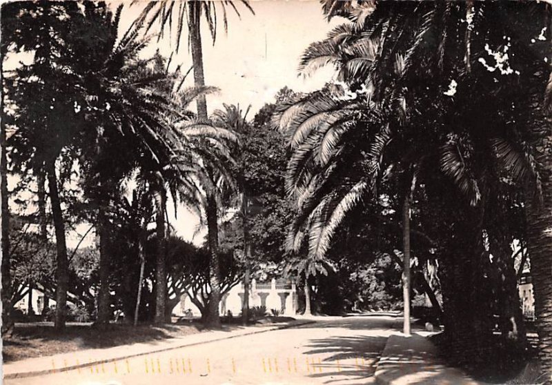 Jardin d'Essai Alger Algeria 1996 