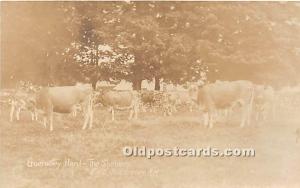 Guernsey Herd, The Shakers, real Photo East Canterbury, New Hampshire, NH, US...