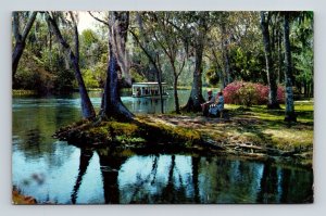 Silver Springs Florida Silver River Scenic Tropical Landscape Chrome Postcard 