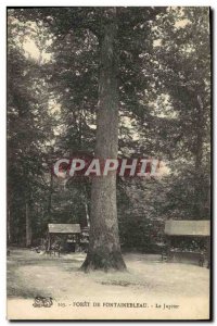 Old Postcard Tree Forest of Fontainebleau The Jupiter
