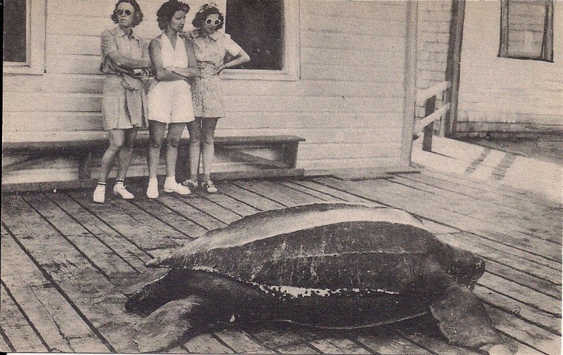 New Harbor ME, Huge Sea Turtle on Dock, Three Sexy Women, Albertype 1940's - 52