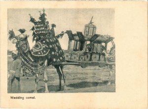 PC ADEN WEDDING CAMEL COURT SIZE YEMEN (a31395)