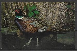 Ring-Necked Pheasant Male - [MX-082]