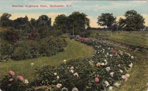 New York Rochester Peonies In Highland Park