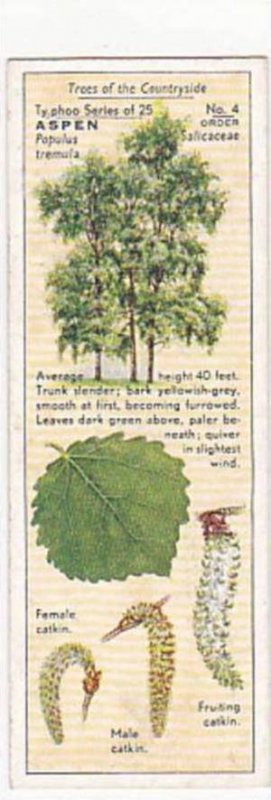 Typhoo Tea Vintage Trade Card Trees Of The Countryside 1936 No 4 Aspen