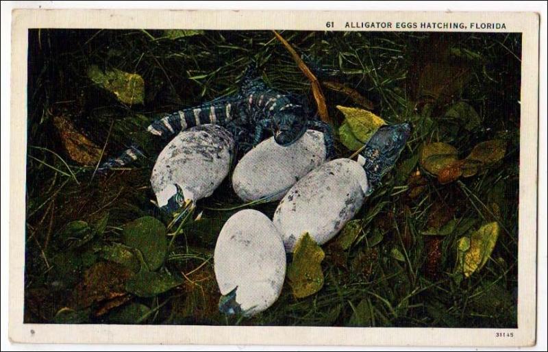 Alligator Eggs Hatching, Fl