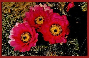 Arizona - Hedgehog Cactus - [AZ-515]