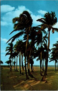 Vtg 1970s Palm Trees Swaying in the Wind Beach Ocean Florida FL Chrome Postcard