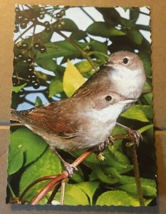 UNUSED POSTCARD - COMMON WHITETHROATS - MADE IN GERMANY