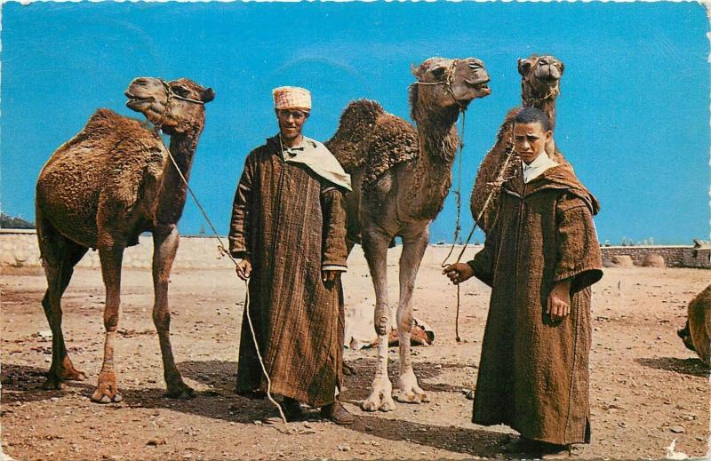 Morocco Berber Camel Driver