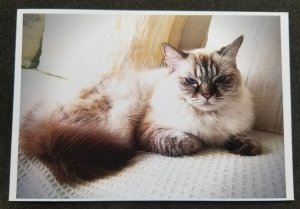 [AG] P926 Malaysia Cat Coco (postcard) *New