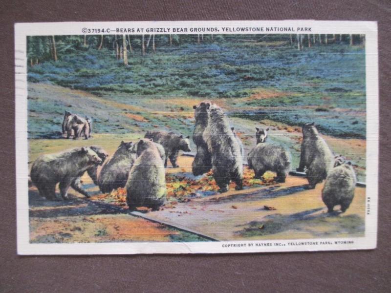 1941 USA Picture PC - Grizzly Bears Posted At Yellowstone - With Message (UU113)