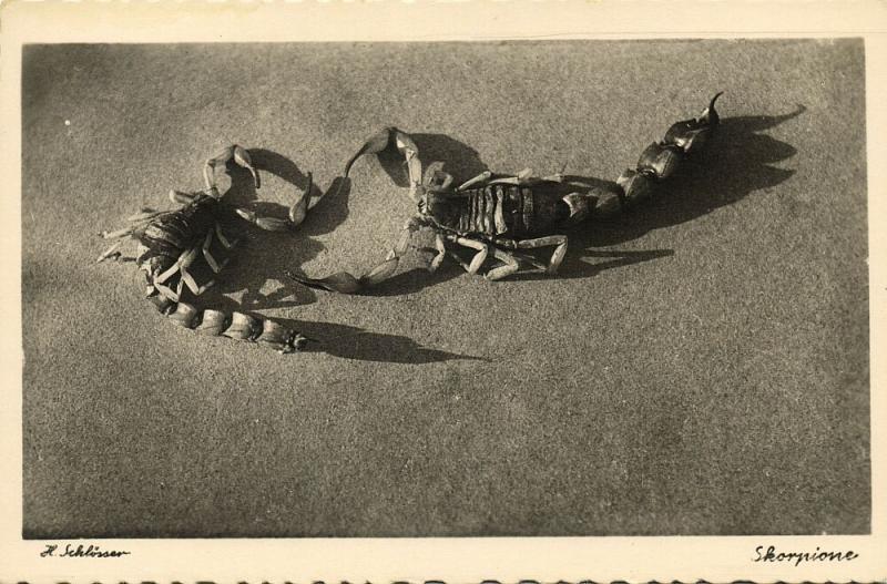 libya, Scorpions in the Desert (1940s) H. Schlösser Photo