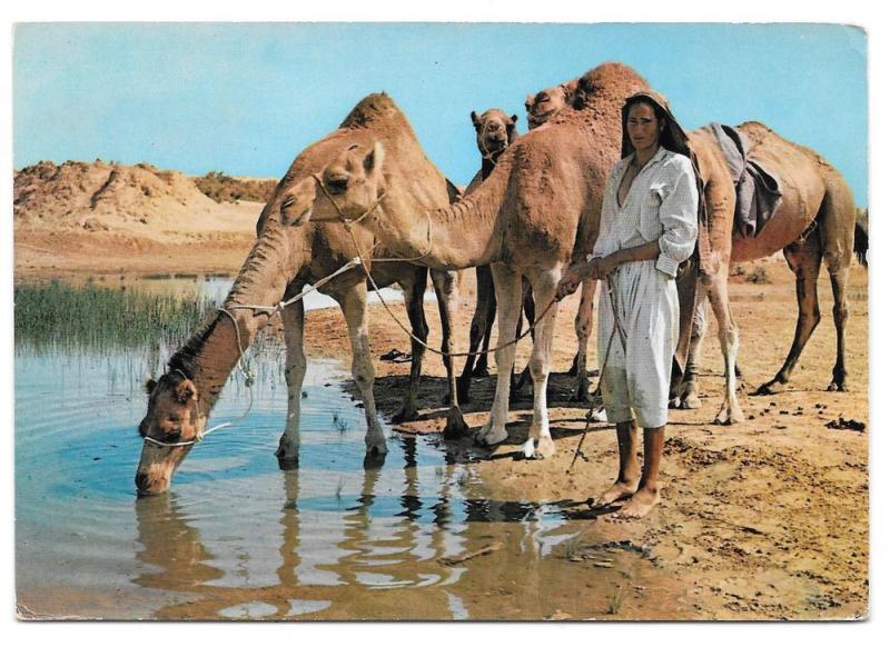 Tunisia Ile De Djerba Oasis Camels Vintage 1965 Postcard