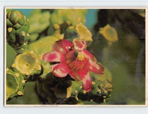 Postcard Chain Fruit, Boyce Thompson Southwestern Arboretum, Superior, Arizona