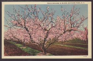 Peach Orchard in Bloom,Southern Pines,NC Postcard 