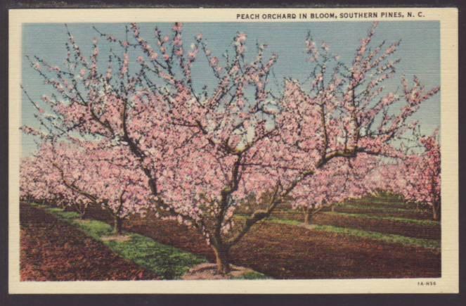 Peach Orchard in Bloom,Southern Pines,NC Postcard 