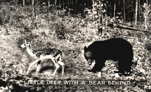 Vintage Postcard 1930's A Little Deer With A Bear Behind L.L. Cook Company Pub