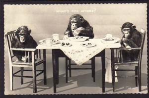 What's For Afters? Chimpanzee Post Card  5184