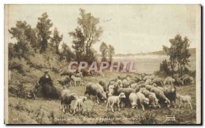 Old Postcard Salon 1910 Sheep Lamb Sheep For Deyrolle