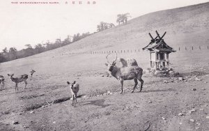 Wakakusayama Mountain Deer Nara Japanese Old Postcard