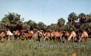 Camel Herd - Boca Raton, Florida FL  