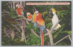 Miami Florida~Parrot Jungle~Macaws & Cockatoo~Parrot~Linen Postcard