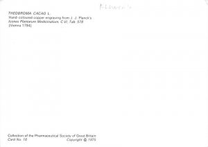 Theobroma Cacao L., Hand Coloured Copper Engraving 