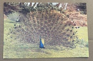 UNUSED POSTCARD - PEACOCK DISPLAYING, BROWNSEA ISLAND, DORSET, ENGLAND