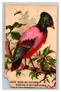 Vintage 1880's Victorian Trade Card GVS Quackenbush & Co. Troy NY - Pink Bird