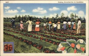 Louisiana Workers Picking Strawberries Farming Linen Vintage Postcard