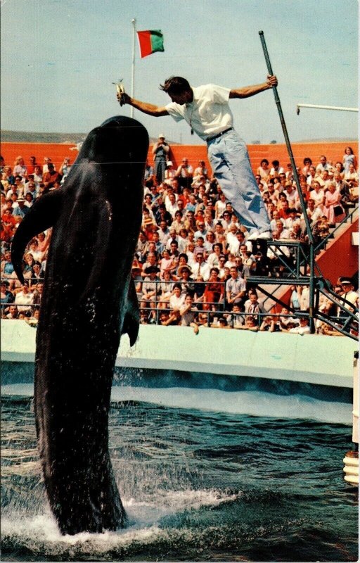 Bimbo Whale Marineland Pacific Postcard Mirro CA VTG UNP Vintage Unused 