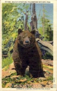 Yellowston National Park, USA Bear Postcard
