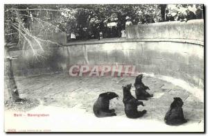 Old Postcard Bern Barengraben Zoo Bear