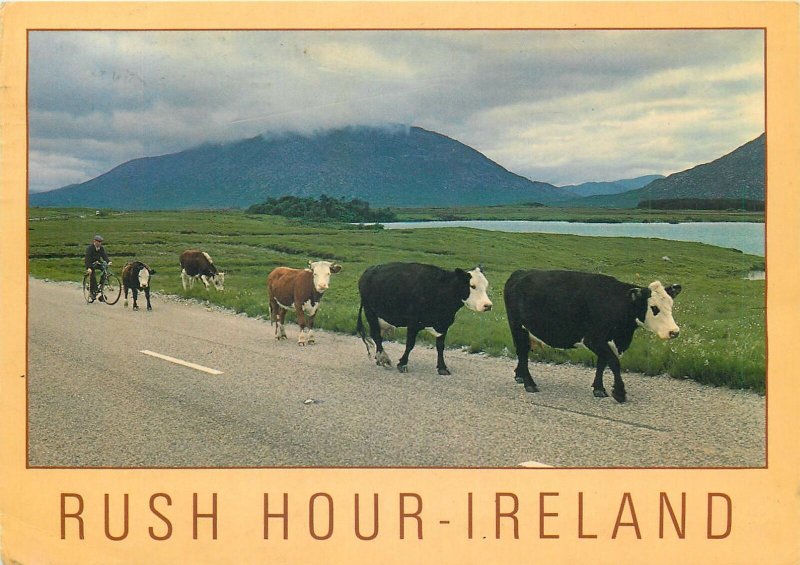 Postcard Europe Ireland Rush hour Ireland 1989 cows & bike