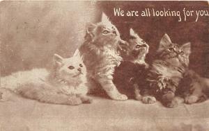 We are all looking for you Cat Postal Used Unknown 