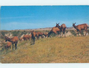 Pre-1980 ROOSEVELT WILDLIFE PARK Medora - Billings County by Dickinson ND AD2769