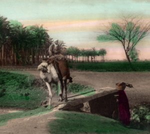 Hand Colored RPPC Camel Traversing Road Memphis Cairo Postcard Trust No 270/16