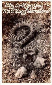 Snakes Rattlesnake 1941 Real Photo