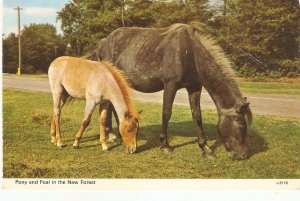 Horses. Pony and Foal in the New Forest Vintage English photo postcard