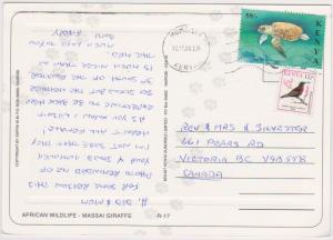 MASSAI GIRAFFES - KENYA