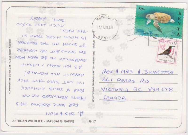 MASSAI GIRAFFES - KENYA