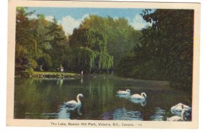 The Lake, Swans, Beacon Hill Park, Victoria, British Columbia