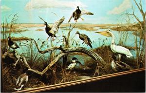 Waterfowl exhibit at Lloyd's Wildlife Museum in International Falls mallard 