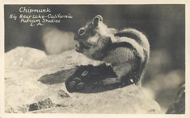 RPPC  BIG BEAR LAKE, California  CA  CHIPMUNK  Putnam Studios 1930s-40s Postcard