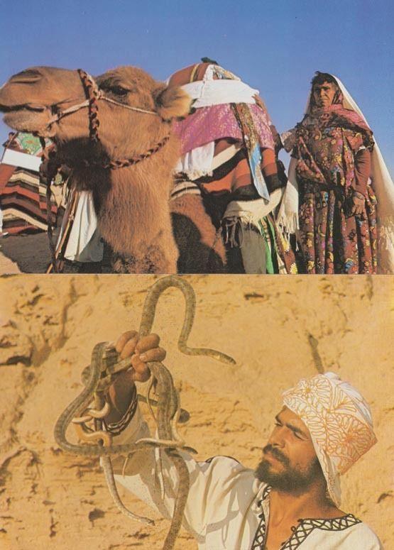 Tunisia Snake Charmer Camel Marriage 2x Postcard s