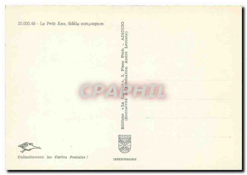 Modern Postcard The Little Donkey faithful companion