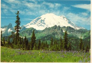 Postcard Mount Rainier National Park Magnificent Blanket Of Daisies Washington