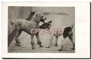  Vintage Postcard Dog Dogs